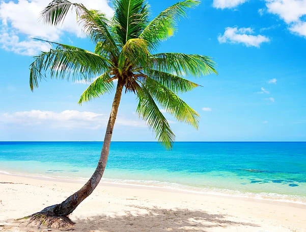 spiaggia con palme